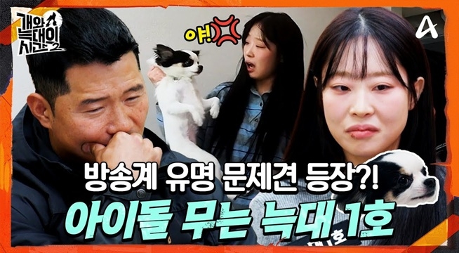 아이돌판에서 유명한 문제견 등장?! 치와와 속 호랑이의 정체