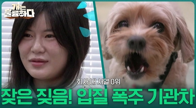 멈추지 않는 짖음! 입질 폭주 기관차, 대징이