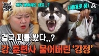 결국 피 봤다.. 역대급 성질머리 늑대개 '강정';; 출혈 투혼 하는 강 훈련사ㅠ