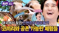 태국 속 힐링 오아시스! 코끼리와 교감할 수 있는 '엘리펀트 헤이븐'