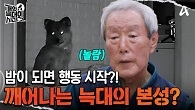 밤이 되면 활동을 시작하는 늑대 2호, 밤에 깨어나는 본성?